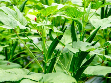 Loại rau nào được ví là nhân sâm xanh cho phụ nữ, 2.000 đồng có thể mua, bán đầy chợ Việt nhưng chị em lại ngó lơ?