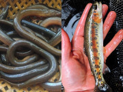 Yêu con - 10 loại cá là "thuốc bổ não" cho trẻ, bé càng ăn càng thông minh, loại cuối giá rẻ bán đầy ngoài chợ