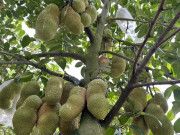 Lifestyle - Loại quả xưa không ai biết đến, giá rẻ như cho nay thành đặc sản nổi tiếng có hương vị lạ, dân thành phố ưa chuộng