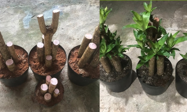 Thiết mộc lan là cây ưa ánh sáng gián tiếp, chịu bóng râm nhẹ.