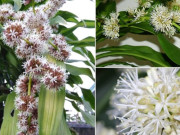 Nhà đẹp - Cây thiết mộc lan ra hoa báo hiệu điềm gì? Cách chăm ra hoa sớm và 2 mệnh rất hợp trồng thiết mộc lan