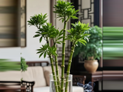 Nhà đẹp - Cách trồng và ý nghĩa phong thủy của cây trúc phú quý