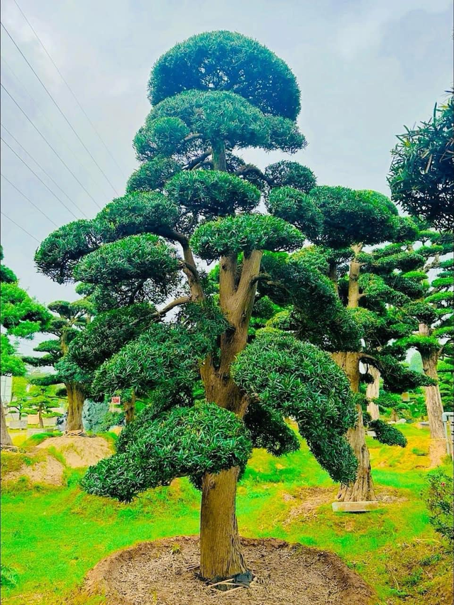 Cây tùng thường được trồng dưới hai hình thức chính, đó là: Cây tùng cảnh và cây tùng trồng tự nhiên.