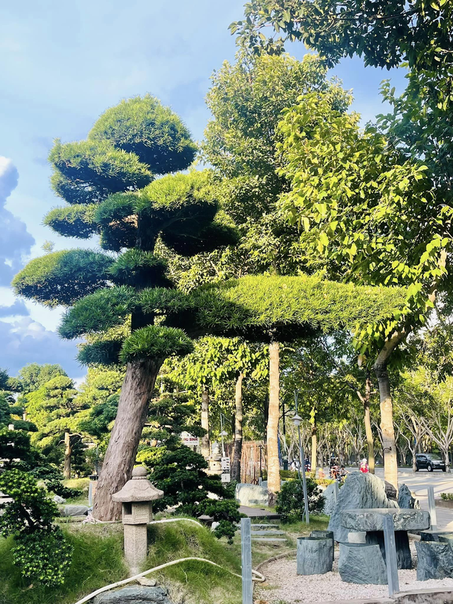 Khi trồng cây tùng trước nhà, hãy lựa chọn những vị trí rộng rãi, thoáng mát và đảm bảo ánh nắng tự nhiên không bị che khuất.