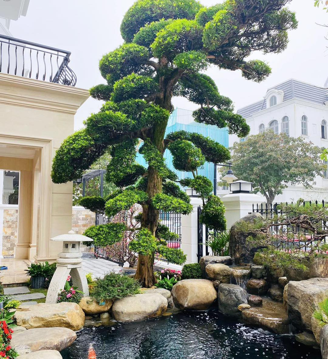 Ai cũng có thể trồng cây tùng nhưng mệnh phù hợp nhất vẫn là mệnh Thủy và Kim.