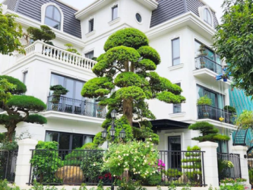Cây tùng hợp với gia chủ mệnh nào? Ý nghĩa trong phong thủy