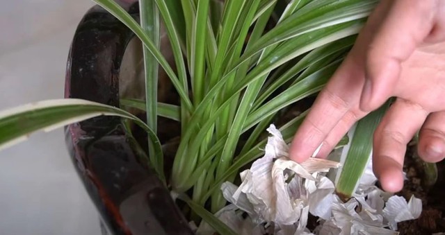 Bạn có thể trực tiếp chôn vỏ tỏi vào đất trồng hoặc hòa cùng nước để tưới cây.