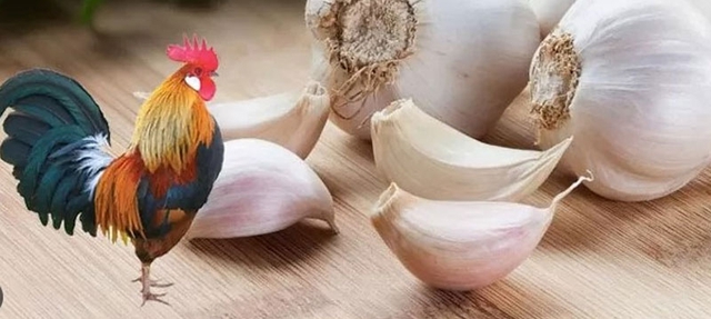 Trong vỏ tỏi chứa nhiều chất đạm và allicin – hợp chất kháng khuẩn tự nhiên giúp tăng sức đề kháng cho vật nuôi.