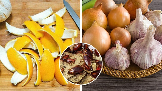 Vỏ tỏi vừa rẻ tiền, vừa dễ tìm, lại giúp xua đuổi gián một cách tự nhiên và an toàn.