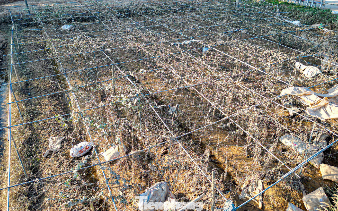 Cả cánh đồng lúa, hoa màu tan hoang, người dân Thái Nguyên bật khóc - 3