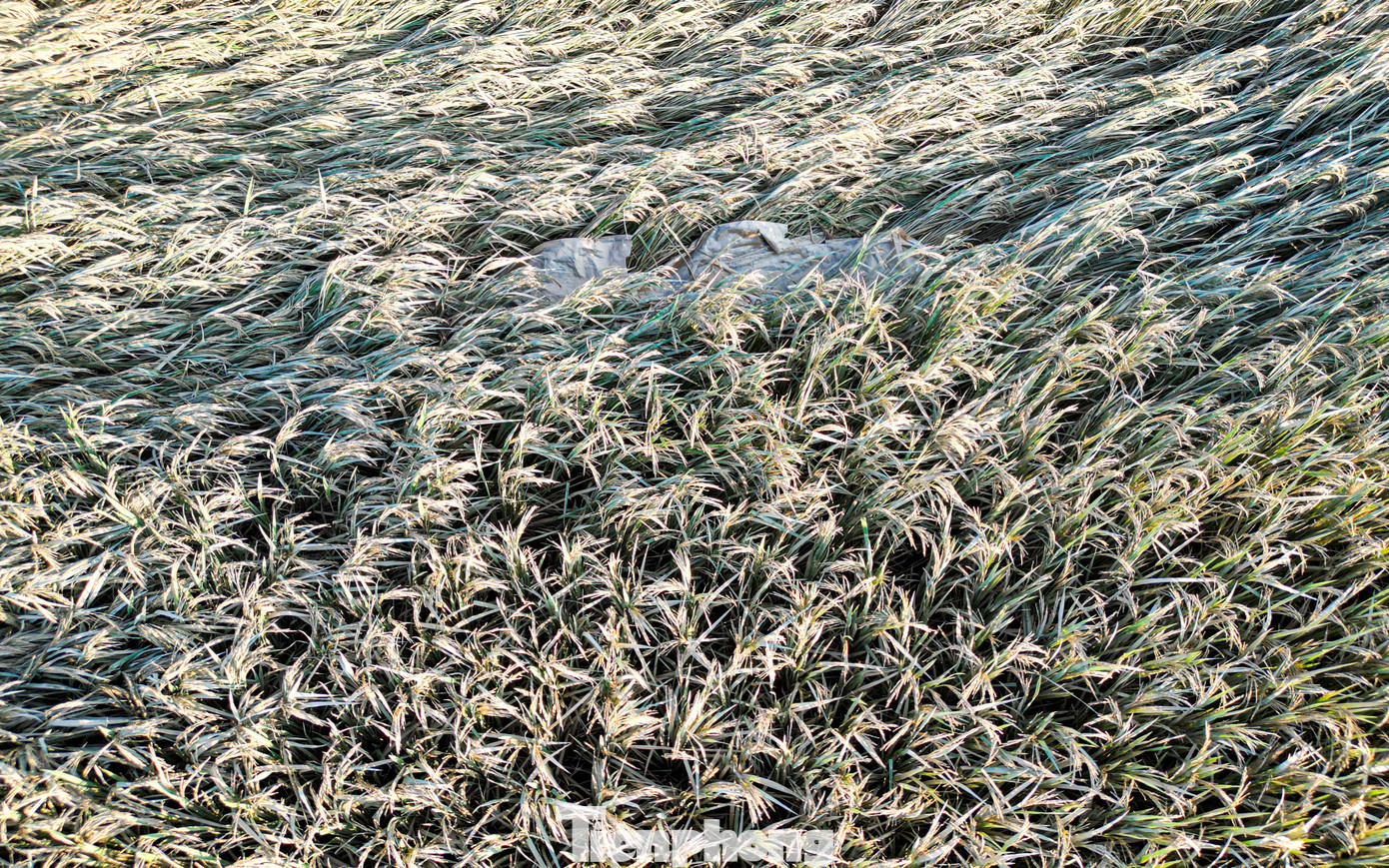 Cả cánh đồng lúa, hoa màu tan hoang, người dân Thái Nguyên bật khóc - 12