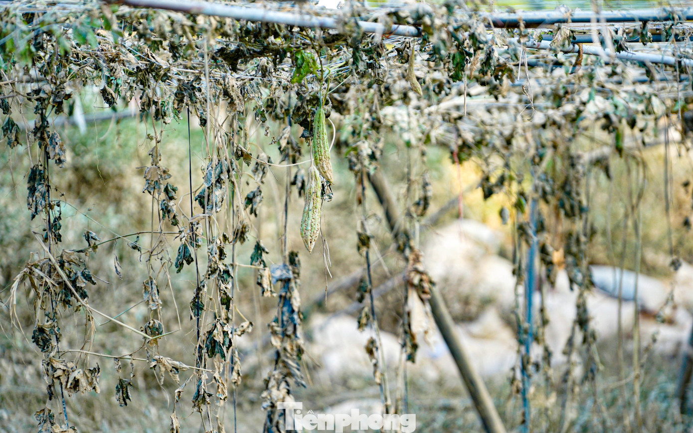 Các giàn vườn cây hầu hết bị chết khô.