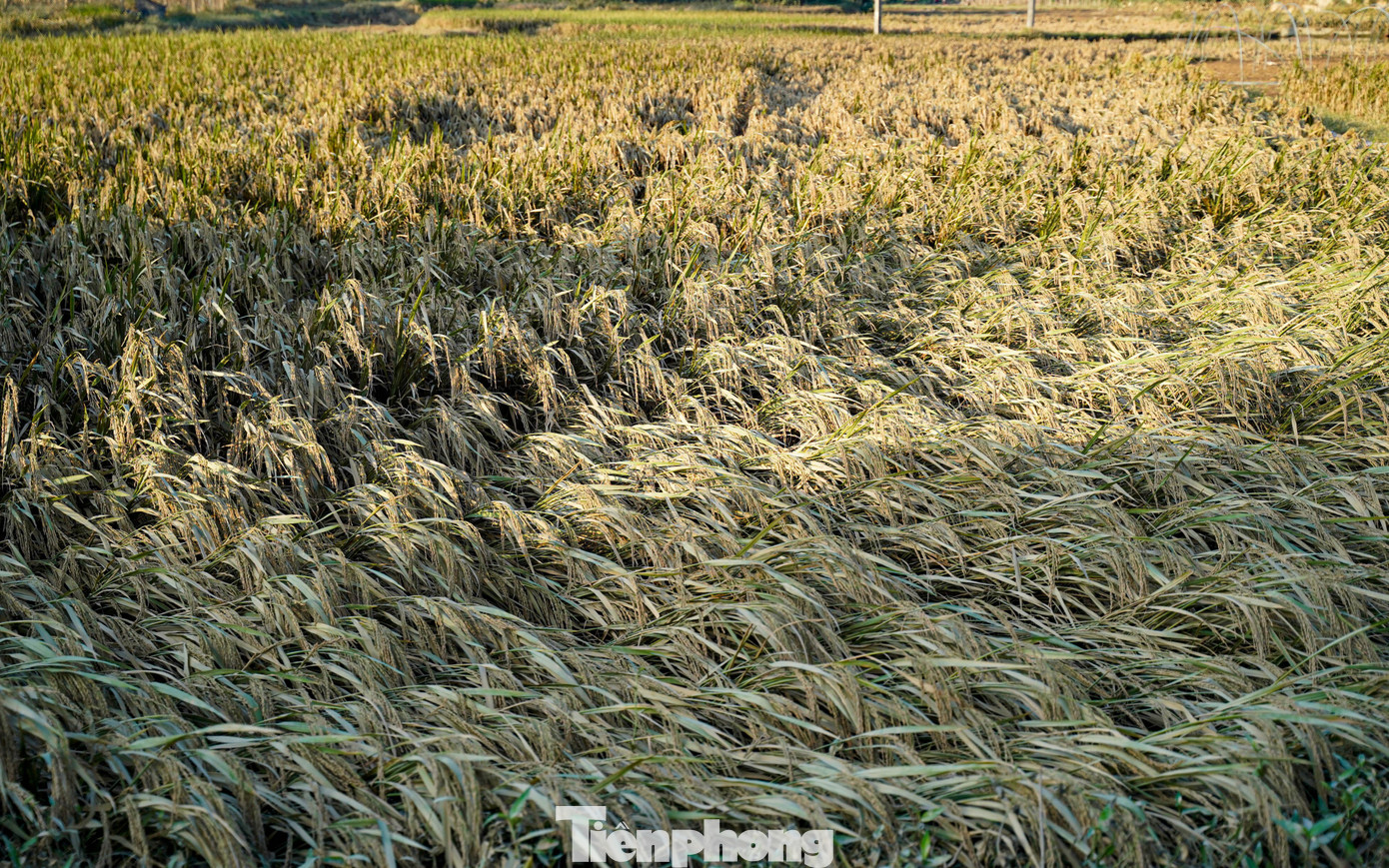 Cả cánh đồng lúa, hoa màu tan hoang, người dân Thái Nguyên bật khóc - 6