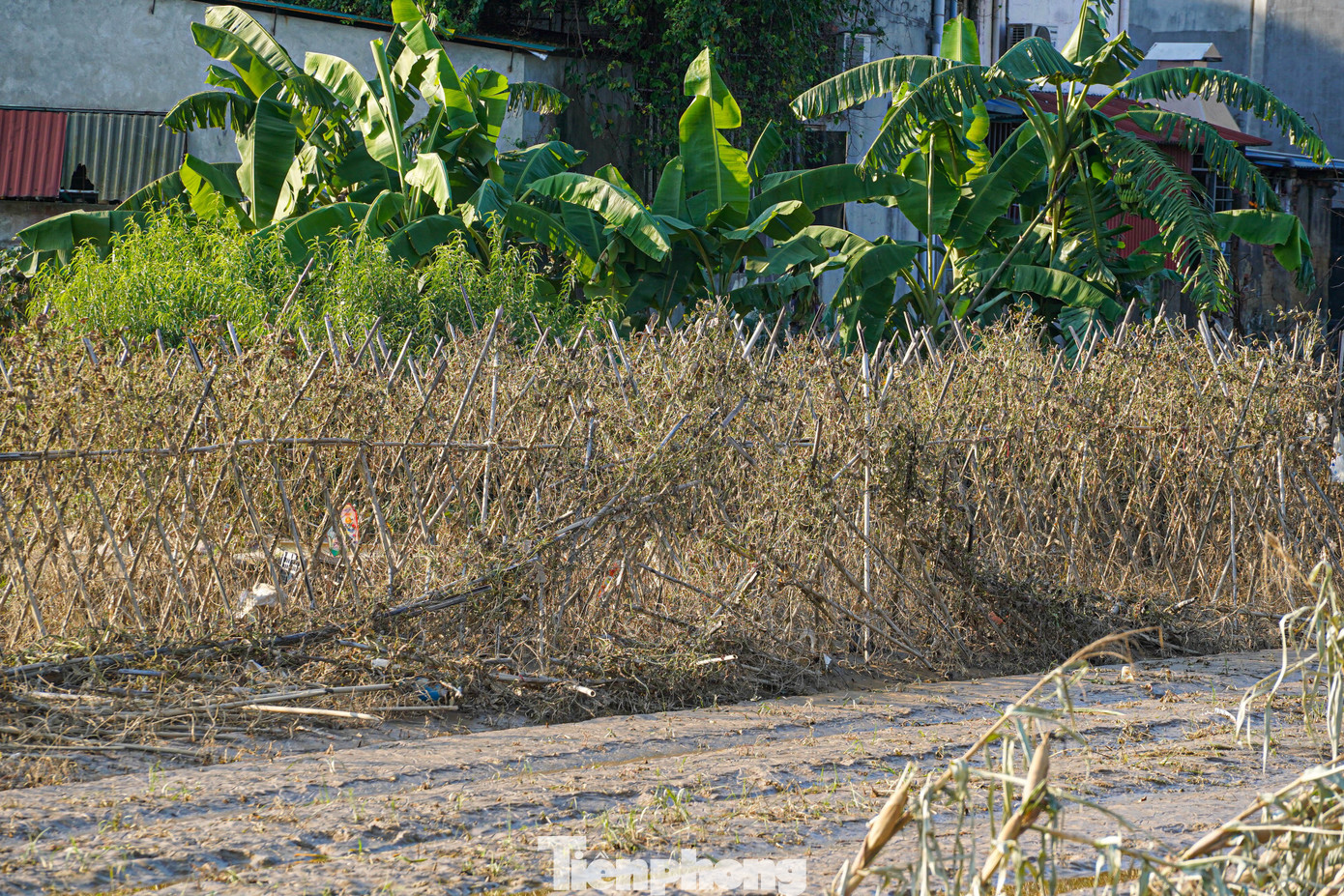 Cả cánh đồng lúa, hoa màu tan hoang, người dân Thái Nguyên bật khóc - 10