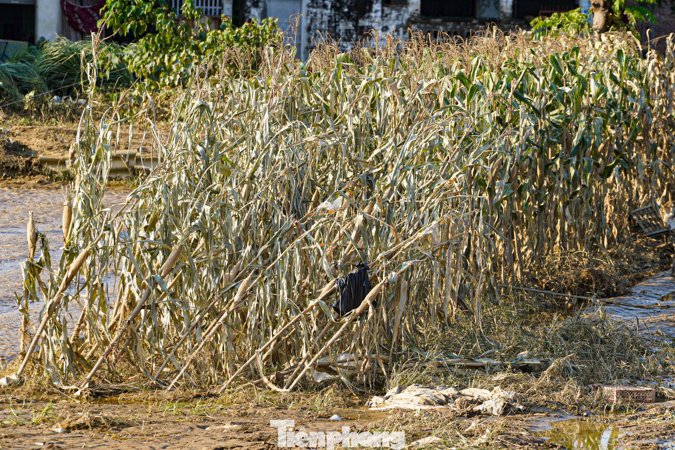 img src/upload/4-2025/images/2025-10-11/1760192905-tp-tienphong-3-width1390height927.jpg width660 /