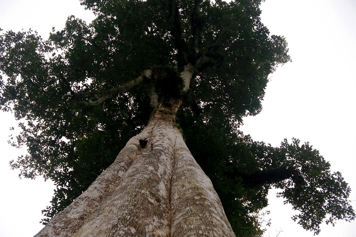 Thân cây to lớn, phủ vết thời gian, những lỗ nhỏ li ti chứa đầy trầm quý, trở thành niềm tự hào cũng như tài sản vô giá mà người dân nơi đây kiên quyết bảo vệ.