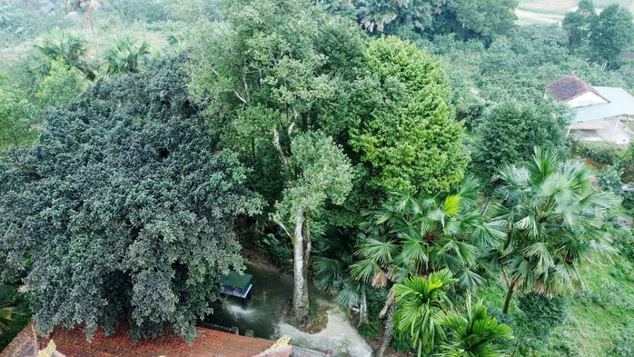 Nằm trong khuôn viên đền Khoai Vạc, xã Hương Phố (trước đây thuộc xã Hương Thủy, huyện Hương Khê, tỉnh Hà Tĩnh), 2 cây dó trầm hơn 200 năm tuổi có chu vi thân từ 2,7m đến 3,7m, chiều cao từ 8m đến 11m, tán rộng từ 9m đến 11,5m. Cả hai cây đều phát triển tốt, sừng sững như chứng nhân lịch sử, mang trên mình những trầm tích của thời gian