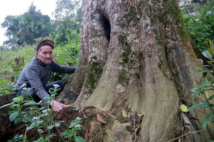 Cụ Phan Văn Chiến, 93 tuổi, người trông coi đền Khoai Vạc suốt 40 năm qua cho biết 2 cây dó trầm có từ khi ông còn nhỏ, thân cây to, rắn chắc, có giá trị kinh tế và tâm linh. Bởi thế, tôi luôn miệt mài chăm sóc, thắp hương và canh giữ hai cây như giữ gìn một phần linh hồn của làng.