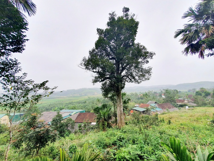 Dù được định giá đến hàng tỉ đồng, người dân vẫn quyết không bán, cùng nhau canh giữ và xem đây là báu vật của làng.