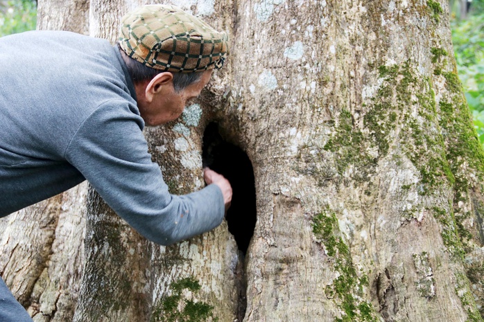 Lãnh đạo UBND xã Hương Phố, tỉnh Hà Tĩnh cho biết trong khi nhiều cây dó trầm tự nhiên trong khu vực đã bị chặt phá để mở rộng đất canh tác, duy nhất hai cây này được người dân giữ lại.
