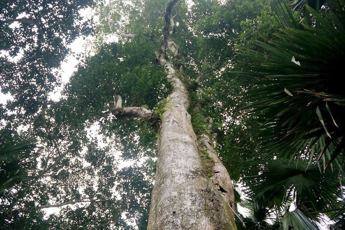 Cũng theo vị lãnh đạo này thì đã có rất nhiều thương lái từng đến hỏi mua với giá lên đến hàng tỉ đồng, tuy nhiên đều bị người dân từ chối.