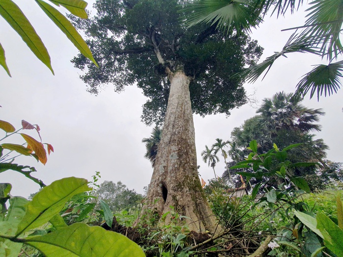 Thân cây to lớn, phủ đầy vết sần sùi của thời gian, thân có nhiều lỗ nhỏ là nơi trầm quý hình thành, rễ cây khỏe mạnh, vươn rộng chắc chắn bám sâu vào lòng đất.