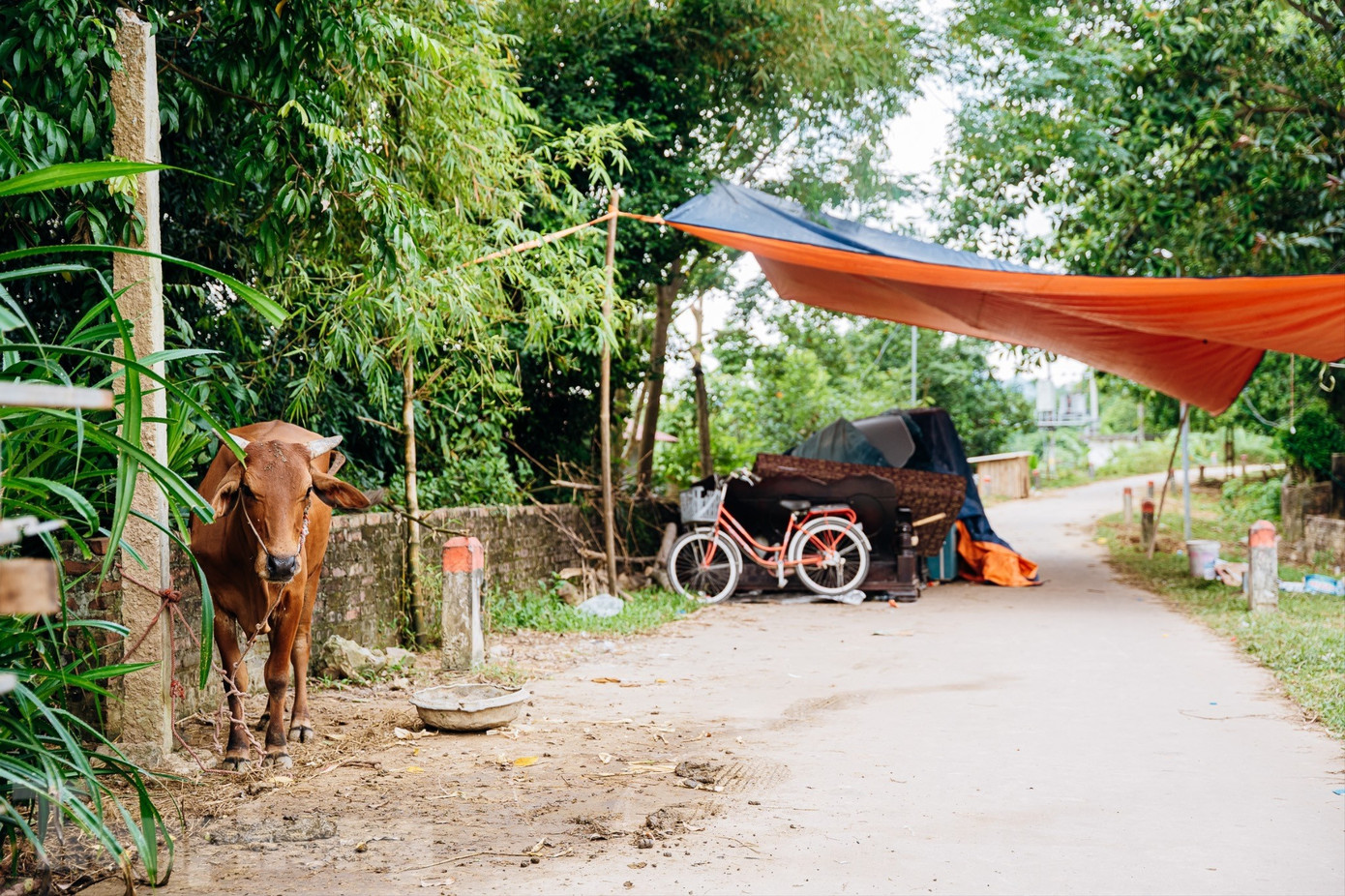 Tại khu vực đê Đô Tân (xã Trung Giã, Hà Nội), nhiều nhà bạt của người dân đã được tháo dỡ. Trước đó, hàng trăm gia đình từng mang theo gia súc, gia cầm dựng lều bạt tránh lũ khi ngôi làng phía dưới bị ngập sâu.