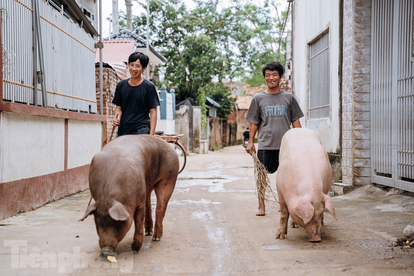 Một trong những ưu tiên hàng đầu của bà con là đưa đàn gia súc, gia cầm đã di dời về lại chuồng trại sau khi nước rút.