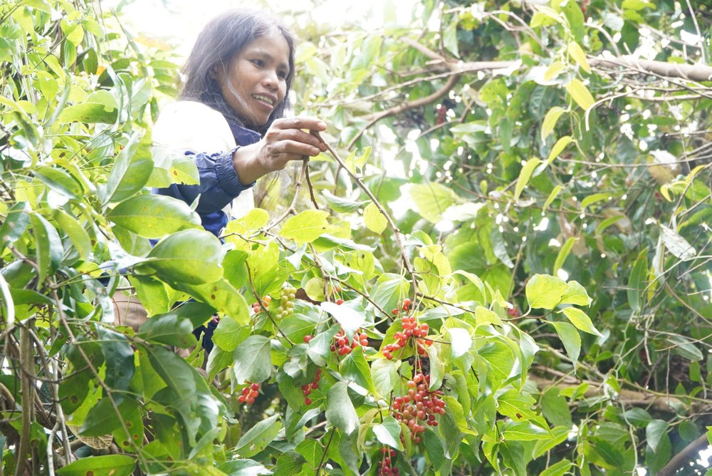 Loài cây này mọc ở độ cao 1.200 – 1.600 m, chỉ ra quả từ tháng 8 đến cuối tháng 10 hằng năm. Vì mỗi năm chỉ có một vụ, người dân tranh thủ vào rừng hái bán cho thương lái.