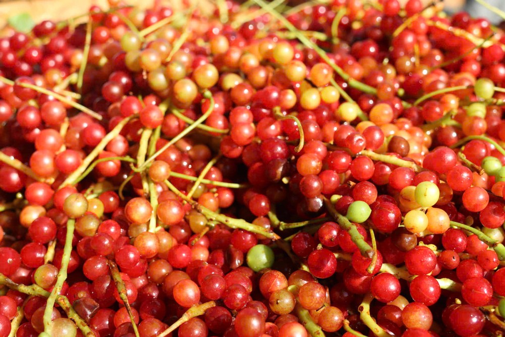 Theo chân người Xơ Đăng lên rừng hái amp;#34;hạt ngọc trờiamp;#34;, kiếm tiền triệu mỗi ngày - 5