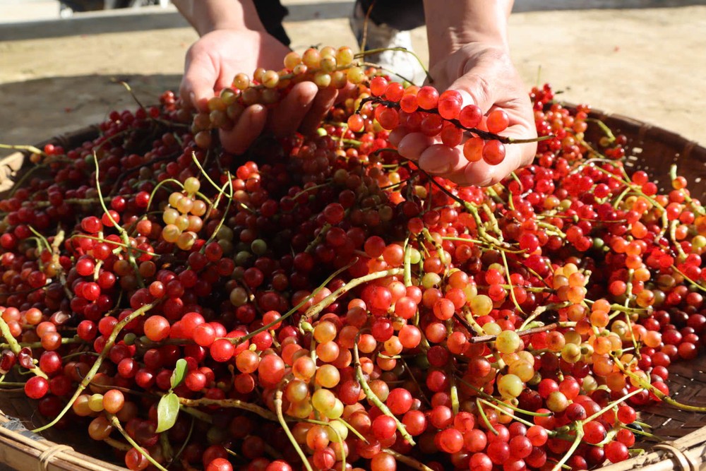 Ngũ vị tử là cây dây leo sống bám trên thân gỗ, thường mọc ở rừng non giáp rừng già. Loài này có vị đặc trưng pha trộn giữa năm vị: chua, ngọt, đắng, cay và mặn, nên được gọi là “ngũ vị”. Khi còn non, quả có màu vàng nhạt, đến khi chín chuyển đỏ hồng mọng nước.
