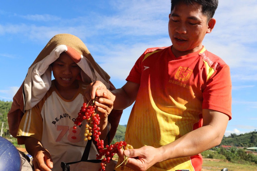Vào mùa, đồng bào Xơ Đăng leo lên núi hái ngũ vị tử có thể thu vài chục kg mỗi ngày.