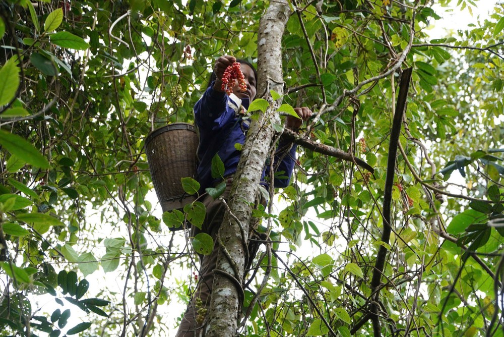 Người dân leo lên cây để thu hoạch ngũ vị tử.