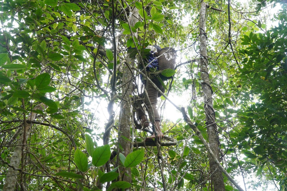 Những ngày này, khi những chùm quả ngũ vị tử chín đỏ ẩn mình giữa tán rừng Ngọc Linh cũng là lúc người Xơ Đăng lại rủ nhau lên núi hái loại quả đỏ hồng này. Nhờ loài quả quý hiếm chỉ ra trái một lần mỗi năm, nhiều người có thể kiếm được tiền triệu mỗi ngày.