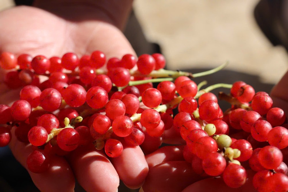 img src/upload/4-2025/images/2025-10-17/1760671771-theo-chan-nguoi-xo-dang-len-rung-hai-ngu-vi-tu-kiem-tien-trieu-moi-ngay-11-8335-4848-width1000height667.jpg width660 /