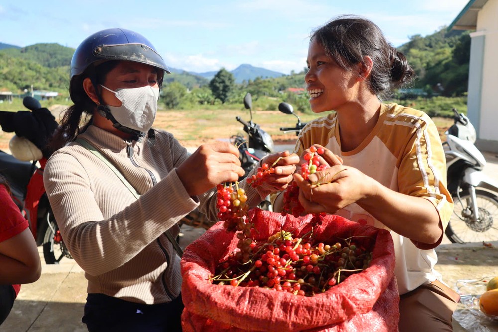 Như mọi năm, đến mùa, hai chị em Y Chủ (35 tuổi) và Y Chuông (31 tuổi), cùng trú làng Đăk Chum 1, xã Tu Mơ Rông, lại vào rừng hái ngũ vị tử để kiếm thêm thu nhập. “Trước đây chẳng ai hái ngũ vị tử rừng, chỉ tiện tay hái ăn hoặc đem cho con nít. Giờ thương lái vào tận xã thu mua nên mùa nào cũng đi hái”, chị Y Chủ nói.