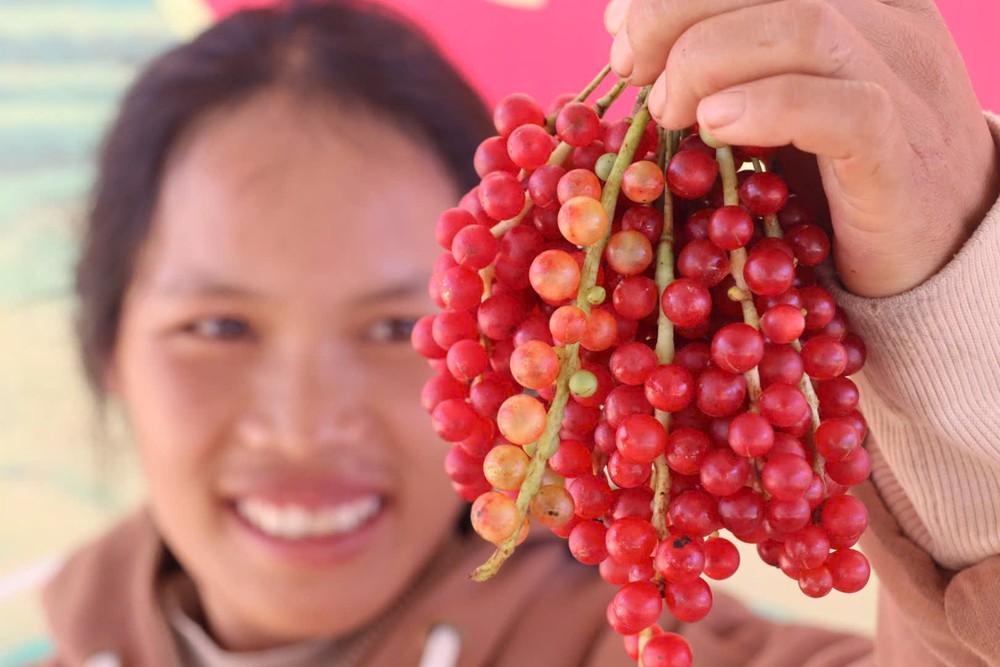 Theo chị, việc hái ngũ vị tử không dễ vì cây mọc cao, người dân phải leo lên để hái, tránh chặt hạ cây nhằm giữ rừng cho những mùa sau. “Mỗi ngày, hai chị em có thể hái được khoảng 30 kg, giá bán khoảng 25.000 đồng/kg, thu vài trăm nghìn đến cả triệu đồng”, chị Y Chủ chia sẻ.