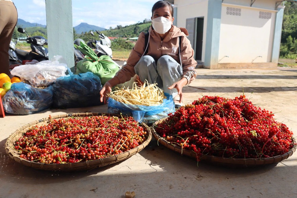 Không chỉ mang lại nguồn lợi kinh tế, mùa hái ngũ vị tử còn trở thành nét sinh hoạt đặc trưng của người Xơ Đăng giữa đại ngàn Ngọc Linh.