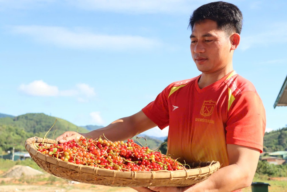 Ông Dương Đăng Khoa, Phó Chủ tịch UBND xã Tu Mơ Rông, cho biết loài cây này đã gắn bó với người Xơ Đăng từ lâu. “Khoảng 10 năm trước, khi thương lái tìm đến tận xã thu mua, bà con bắt đầu hái về bán, có thêm thu nhập đáng kể. Quả ngũ vị tử chín vào mùa mưa nên việc thu hái khá vất vả, nhưng bà con vẫn không bỏ lỡ sản vật quý của rừng”, ông Khoa nói.