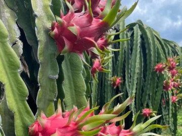 Ý nghĩa của một số loại trái cây đặt trên bàn thờ đem lại may mắn và tài lộc