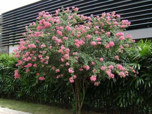 Loại cây phong thủy được cho là "nam châm hút tiền", hầu như có mặt trong những gia đình giàu