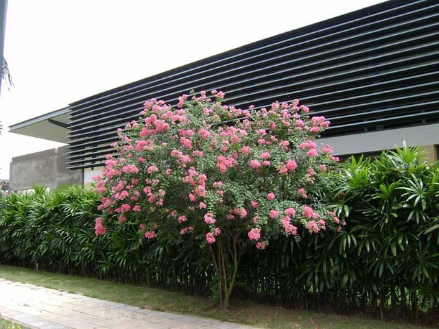 Theo phong thủy, tường vi là cây cảnh tượng trưng cho giàu có và tài lộc, trồng trong nhà mang lại sự thịnh vượng cho ngôi nhà.