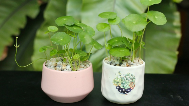 Theo phong thủy, cây đồng tiền tượng trưng cho tài lộc dồi dào, tiền bạc rủng rỉnh.