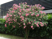 Nhà đẹp - Loại cây phong thủy được cho là "nam châm hút tiền", hầu như có mặt trong những gia đình giàu