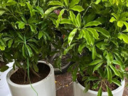 Nhà đẹp - Loại cây người giàu thích trồng trước cửa để "hút vận may, đổi vận xui", phú quý chảy vào nhà không ngừng