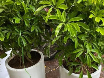 Loại cây người giàu thích trồng trước cửa để "hút vận may, đổi vận xui", phú quý chảy vào nhà không ngừng