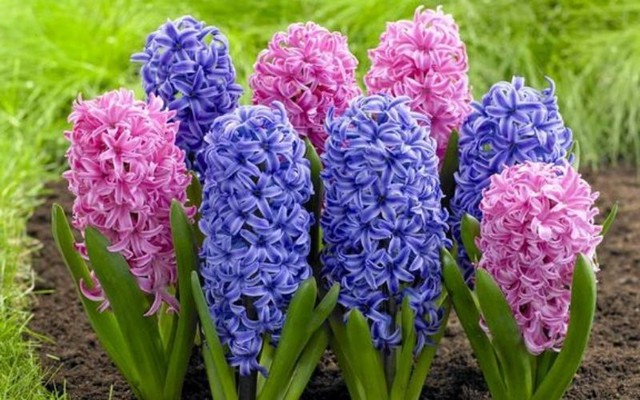 Theo phong thủy, trồng dạ lan hương trong nhà có thể sẽ khiến vợ chồng lục đục.