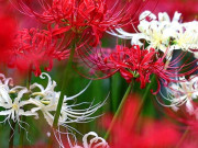 Nhà đẹp - Loại cây mà bạn nhất định phải tránh nếu không muốn công việc làm ăn khó khăn, tài lộc ngày một hao hụt