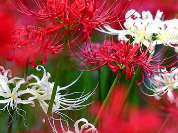Loại cây mà bạn nhất định phải tránh nếu không muốn công việc làm ăn khó khăn, tài lộc ngày một hao hụt