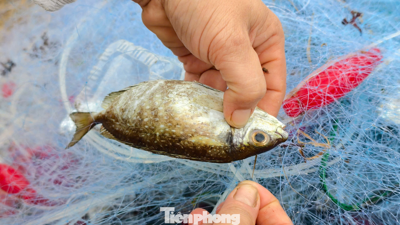 “Cá tươi ngon, số lượng ít, ai cũng muốn mua trước. Mỗi thúng về là gom hết trong vài phút”, một thương lái cho hay. Ảnh: Nguyễn Ngọc